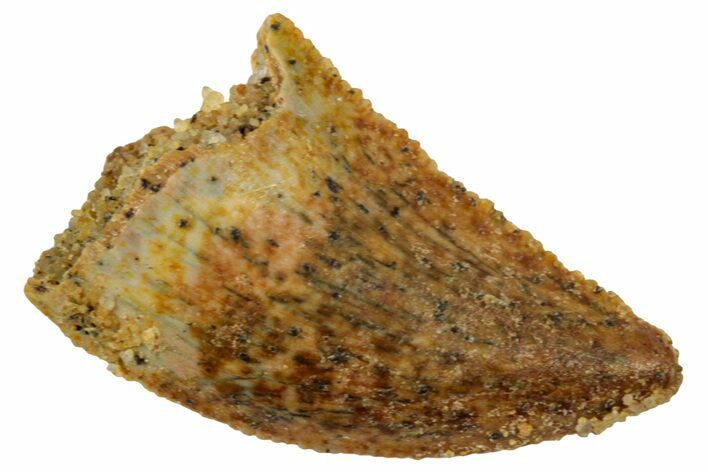 Serrated Raptor Tooth - Real Dinosaur Tooth #357939